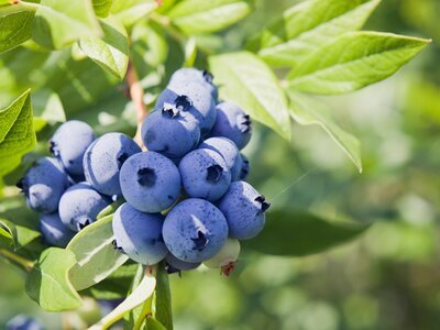 Pruning blueberries