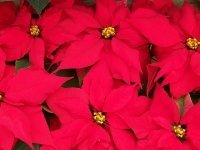 Taking Care of Holiday Plants