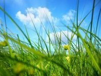 Lawn Care: Managing Pests, Diseases and Weeds
