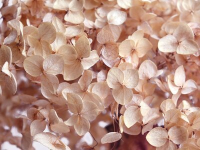 How to dry hydrangeas