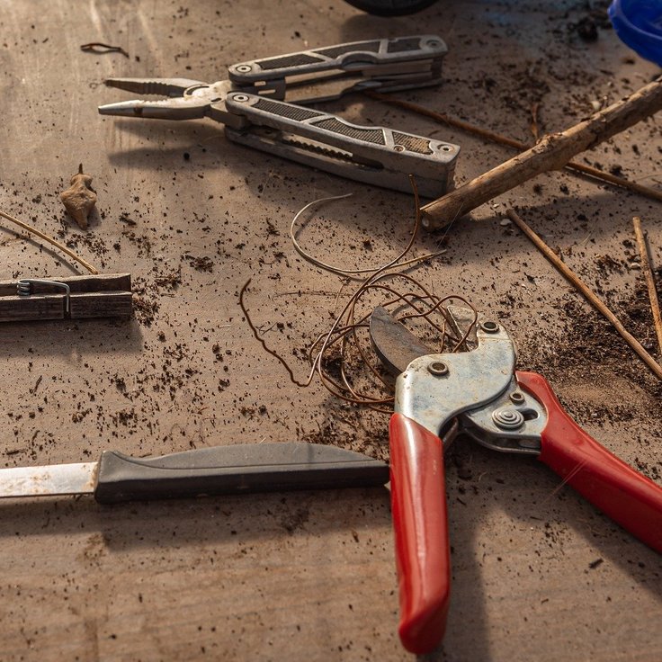 Start Fresh: Tips for Beginners on Pruning in February