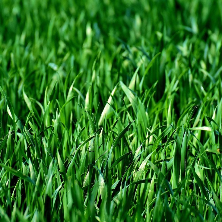 The Benefits of Scarifying Your Lawn