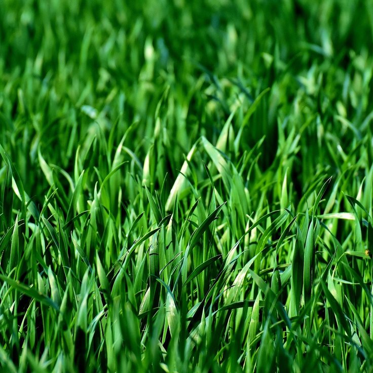 The Benefits of Scarifying Your Lawn