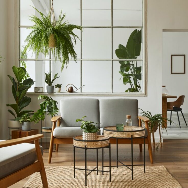 Embrace Greenery Indoors: The Best Indoor Plants for a Vibrant Home (Indoor plants)