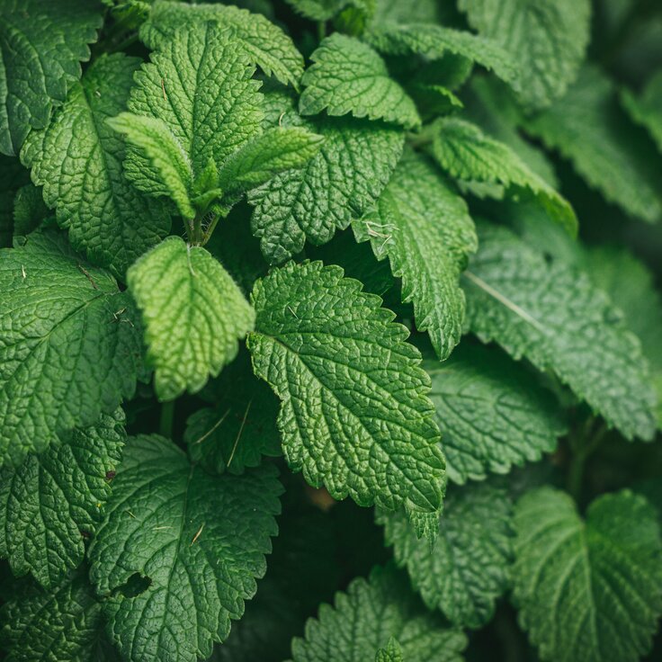 How to Easily Identify Mint Plants in Your Home Garden (Plants, Trees & Flowers)