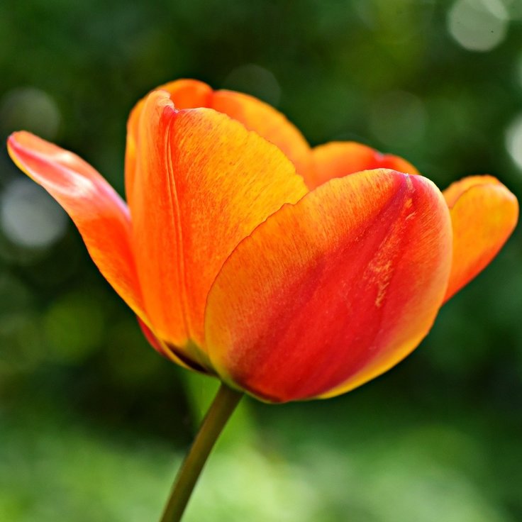 A Beginner's Guide to Growing Orange Tulips (Plants, Trees & Flowers)