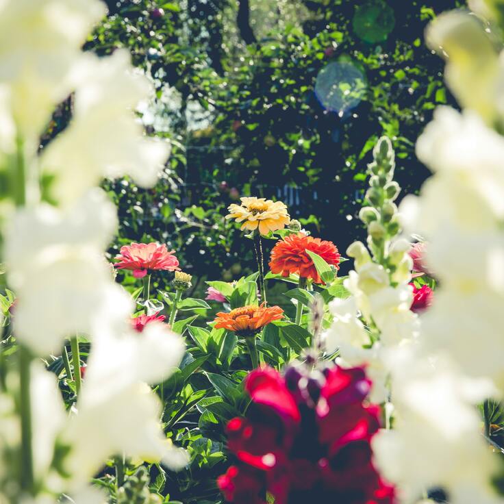 Blooming Love: How Gardening Can Nurture Emotional Connection and Well-Being in Relationships