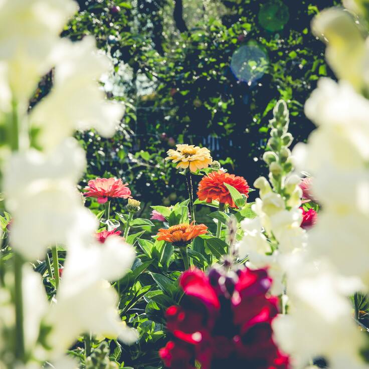 Blooming Love: How Gardening Can Nurture Emotional Connection and Well-Being in Relationships (Gardening)