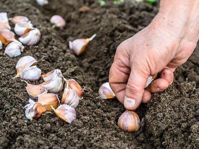Planting garlic (Gardening)