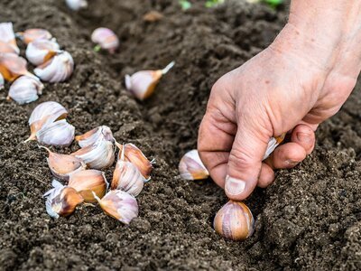 Planting garlic
