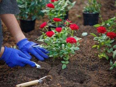 Best time to plant roses