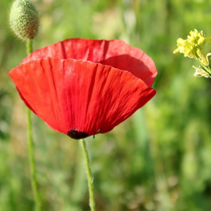 How to Protect Your Plants from Summer Heat (Plants, Trees & Flowers)