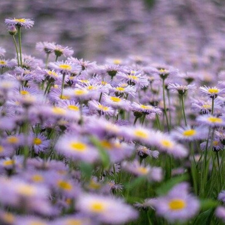 The Top 5 Perennial Flowers for Your Garden