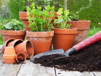 Take care of your terracotta pots