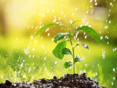 Soggy Soil? (Soil & Plant Cultivation)