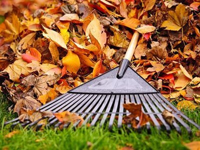 Work your lawn in the Fall (Lawn)