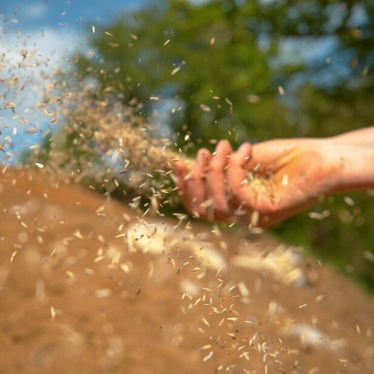 Choosing the Perfect Moment to Sow Grass Seeds