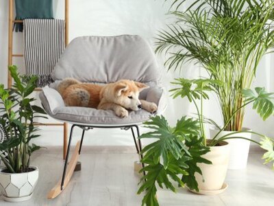 Top 5 pet friendly indoor plants