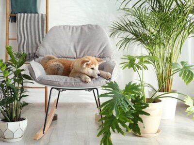 Top 5 pet friendly indoor plants (Indoor plants)