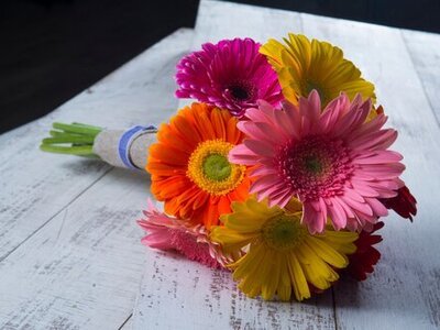 2022 is the Year to Discover the Gerbera flower! (Plants, Trees & Flowers)