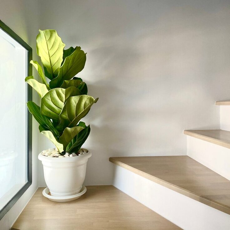 Unveiling the Top 5 Large Houseplants and Where to Find Them (Indoor plants)