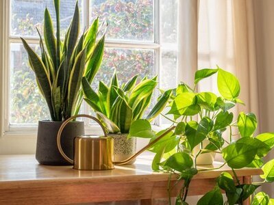 Best air cleaning plants (Air-Purifying) (Indoor plants)