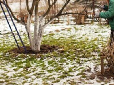 Winter lawn care tips (Lawn)