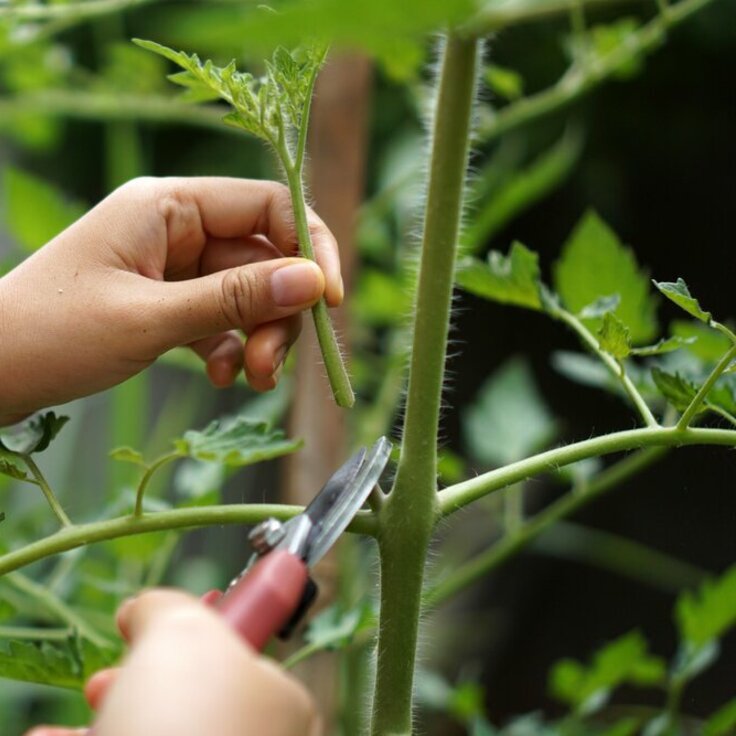 Gardening Tips for May: Planting, Pruning, and Fertilizing (Gardening Tips)