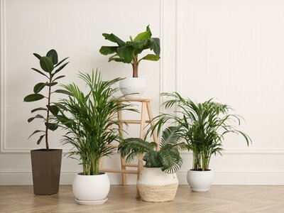 Top 5 indoor plants (Indoor plants)