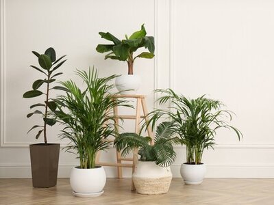 Top 5 indoor plants