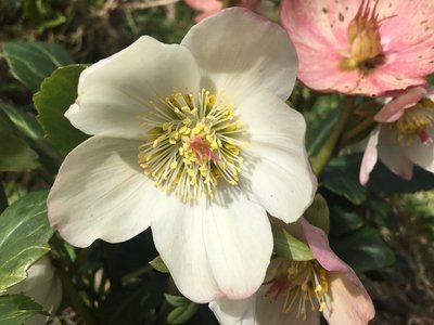 Look after your Christmas roses (Christmas)