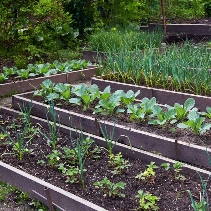 Creating a Vegetable Garden: Your Ultimate Guide to a Bountiful Harvest