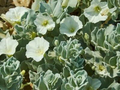 Winter Color with Annuals (Plants, Trees & Flowers)