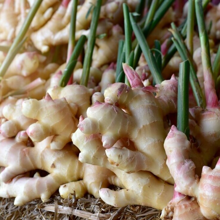 Embark on a Flavorful Journey: How to Grow Ginger at Home (Do It Yourself)