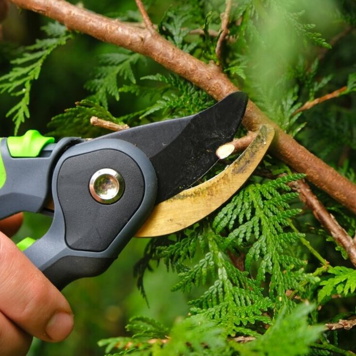February Pruning Guide: Nurturing Your Garden's Growth