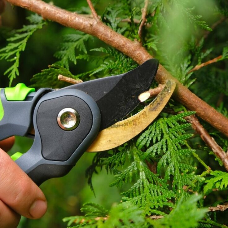 February Pruning Guide: Nurturing Your Garden's Growth (Gardening)