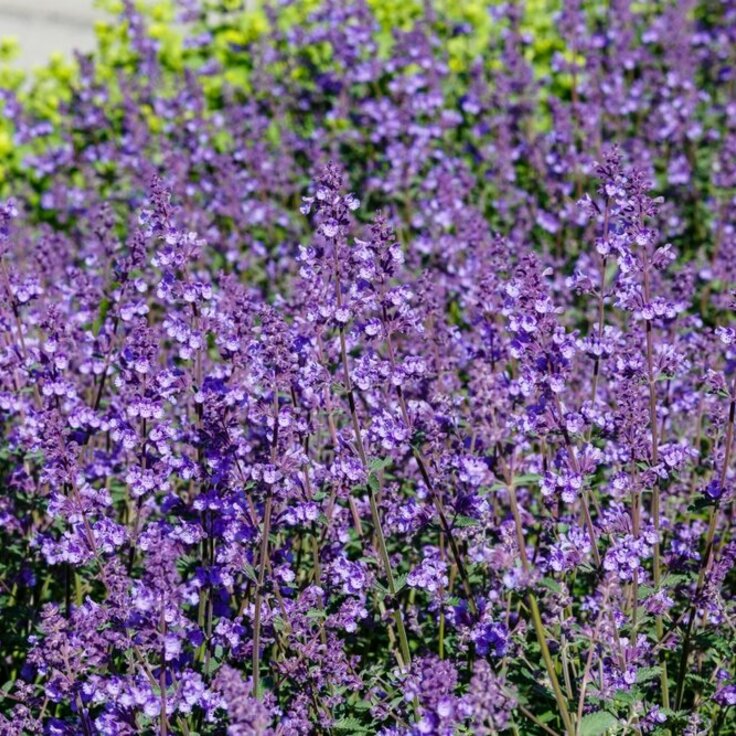 Creating a Bee-Friendly Garden