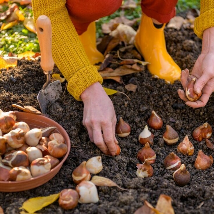 Embracing February in Your Garden Calendar: Planning for Blooms