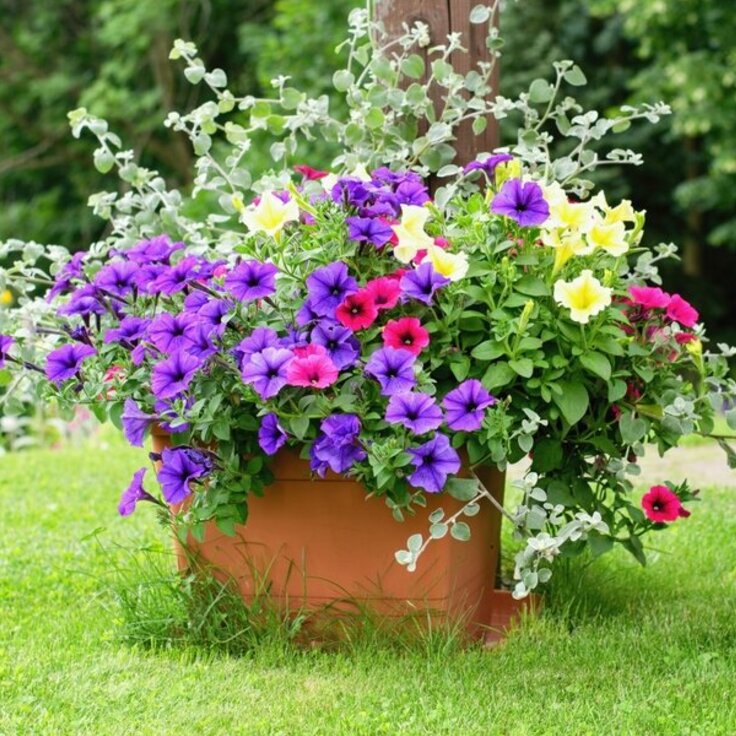 Top 5 Resilient Bedding Plants of 2024 for Your Garden (Plants, Trees & Flowers)