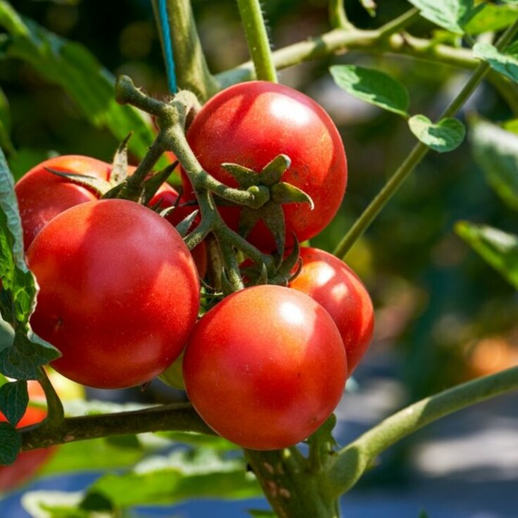 4 Tips on Growing Your Own Food