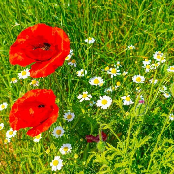 How and When to plant Wildflowers? (Plants, Trees & Flowers)