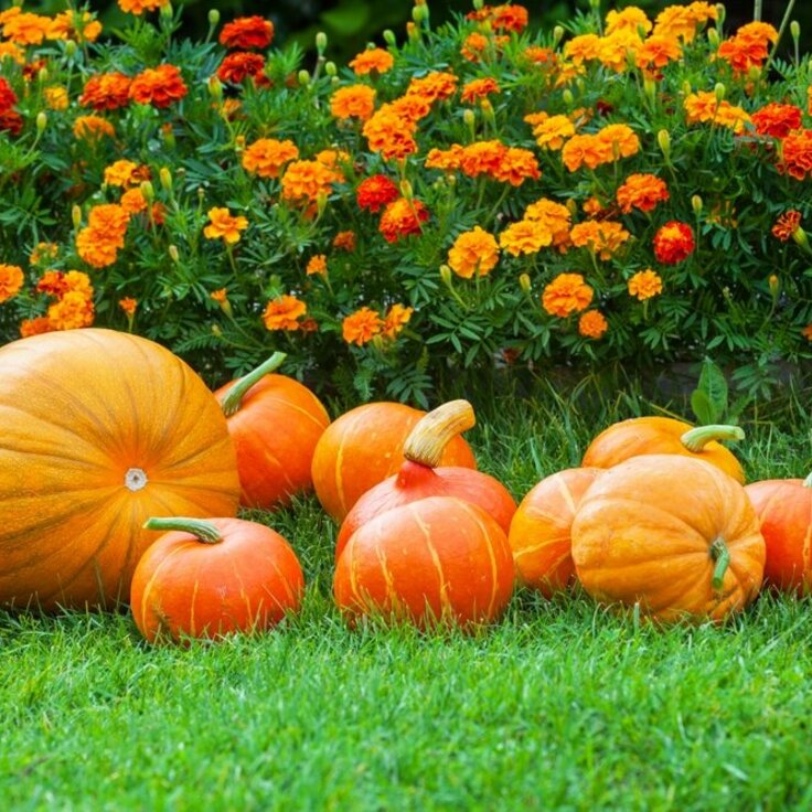 5 Brilliant Plants to Plant Right Now for a Spectacular Autumn Garden (Gardening)