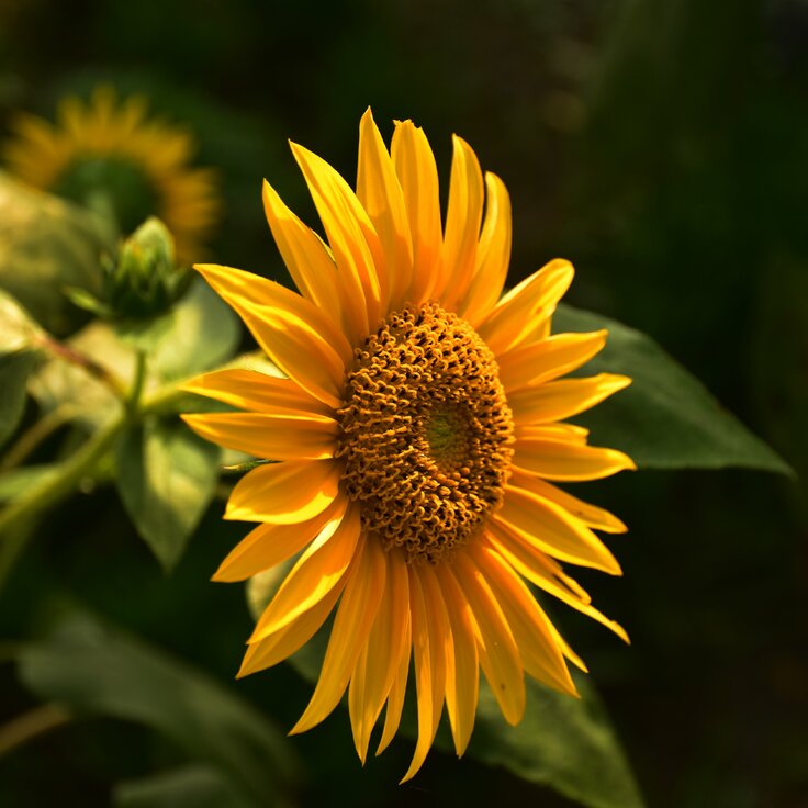 Caring for Sunflowers: From Planting to Harvest