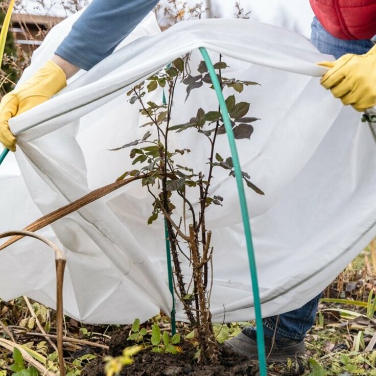 Embracing Winter Tranquility in Your Garden: Garden Calendar for January (Gardening Tips)