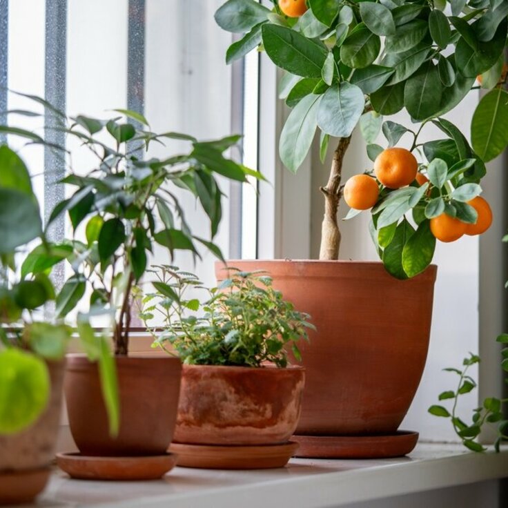 The Advantages of Indoor Gardening
