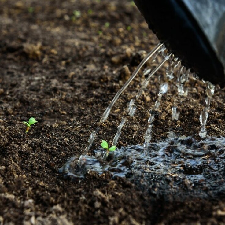 Choosing the Right Seeds for Your Climate and Soil