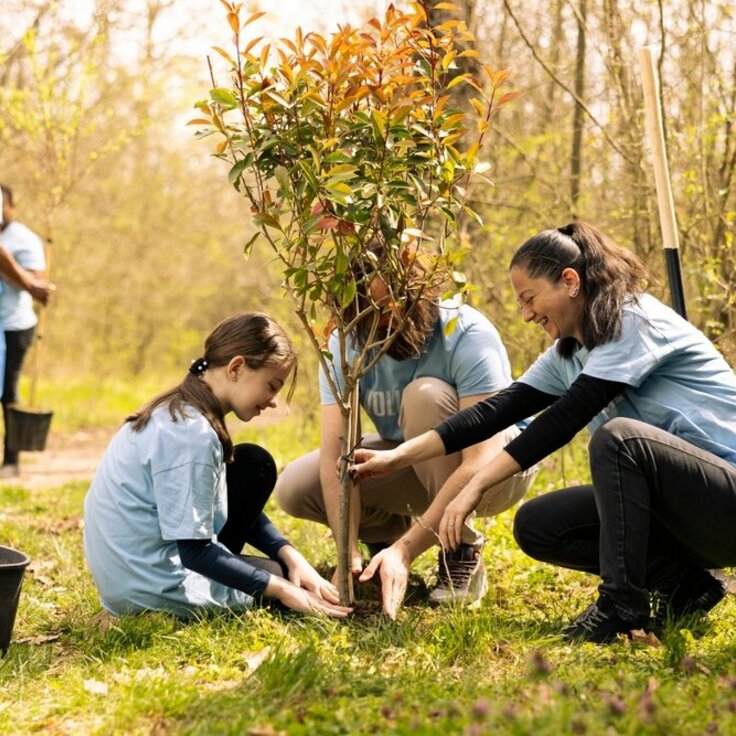 How to plant a Tree, video