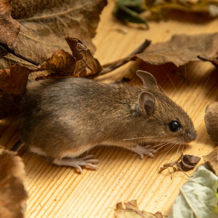 BLOG: Pest control (Garden Wildlife)