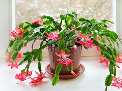 Christmas cactus
