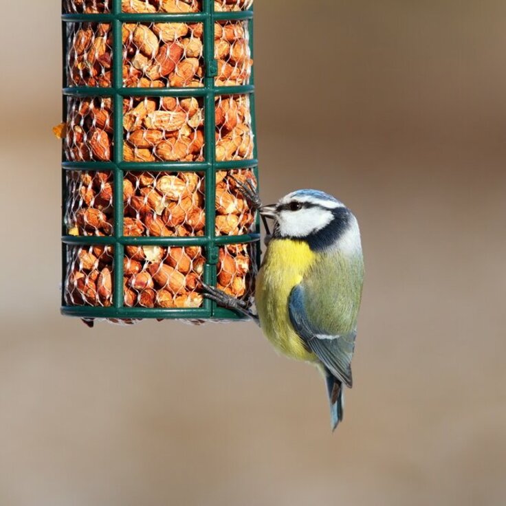 Unlocking the Secrets of Wild Bird Food: A Guide to Nurturing